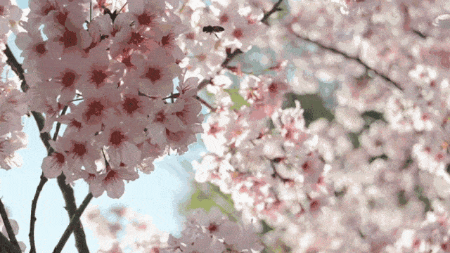 关于三月桃花的诗句