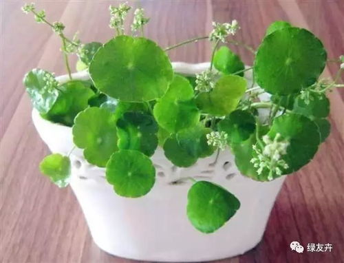 永远养不死的植物 铜钱草 