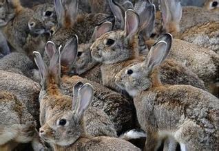 澳大利亚与兔子的 百年战争 差点被兔子亡国 