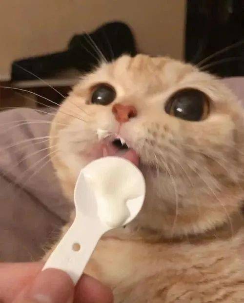 小猫咪可以喝酸奶吗 网友有话说