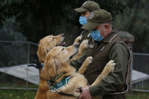 世界多国科学家发现 狗狗来检测新冠病毒携带者准确率高达94