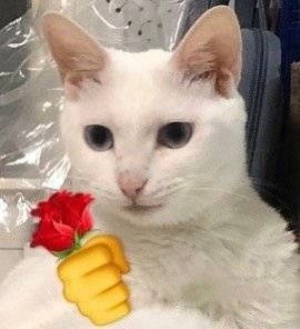 表情包Ⅰ猫猫送玫瑰