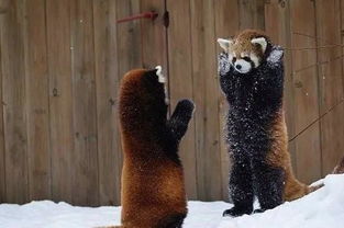 小熊猫和小浣熊什么区别 小熊猫的战斗力惊人