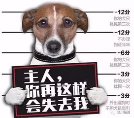 灵武警示 解说 宁夏最严 养犬条例
