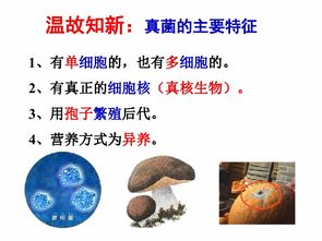 细菌和真菌在自然界中的作用 共37张PPT 