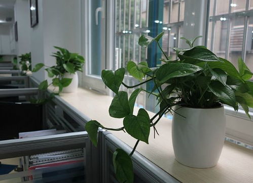 办公室花卉摆放风水知识 办公室风水植物知多少