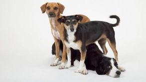 科学家发现狗可通过面容识别其他不同种的同类