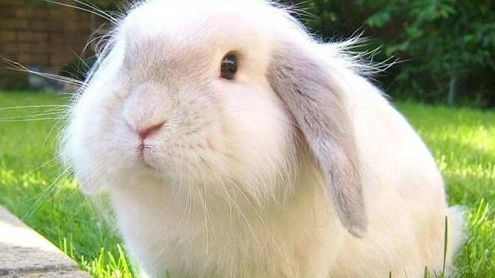 乖巧可爱的兔子是不少小朋友的最爱,饲养它们多注意这些就没问题