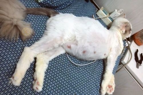 菜市场救下的布偶猫,两个月后生下一窝小猫,没有一个长得像妈