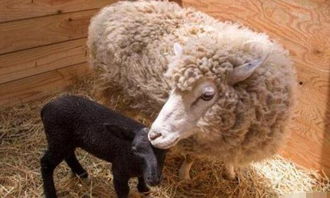 实属罕见 白羊妈妈生出了纯黑小羊