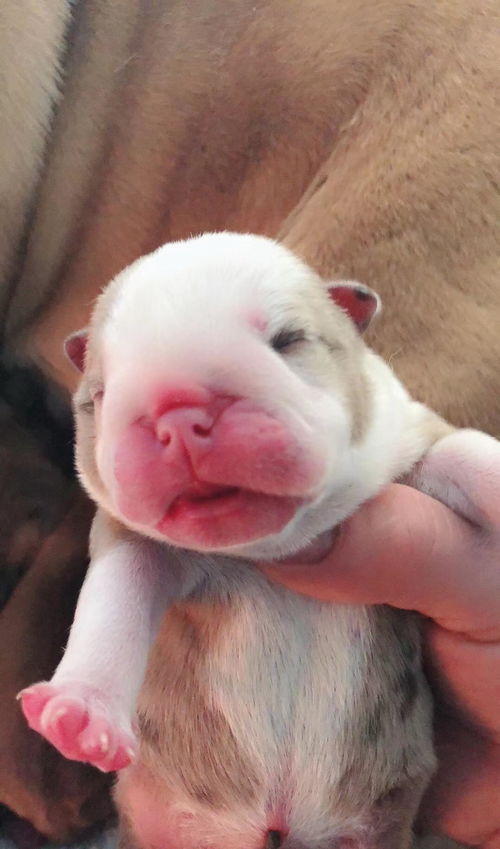 刚出生一天的小奶狗好萌好可爱 