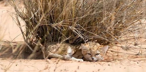 沙漠中最强悍的 小猫 ,52 照样能生存,吃毒蛇如 辣条