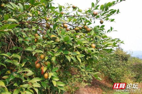 山茶果成熟了,它能榨出最纯粹的湖南味道