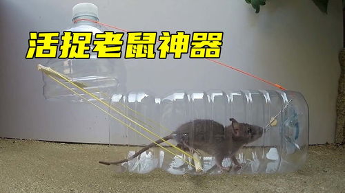 神发明 活抓老鼠神器,只需要一个塑料瓶,一晚能抓好几斤老鼠 