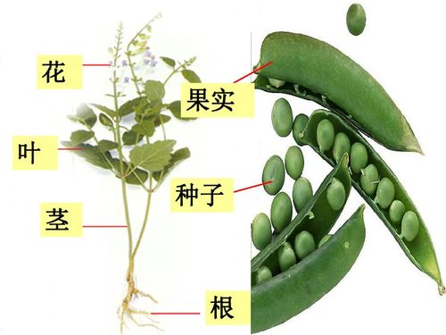 6.1绿色植物的营养器官 根