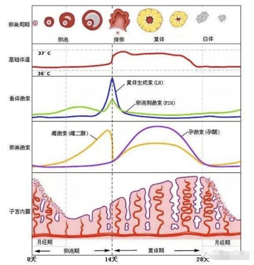 这样同房怀孕概率最高 别说我没告诉你