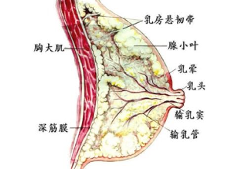 改善下垂没效果 胸部训练的发力点你找对了吗