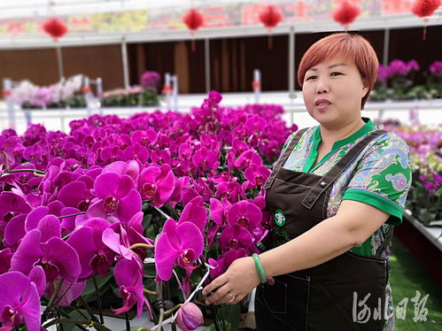 经营大户刘海珍 花开河北 别样芬芳 