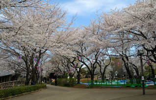 东京樱花什么时候开,东京赏樱花好地方有哪些