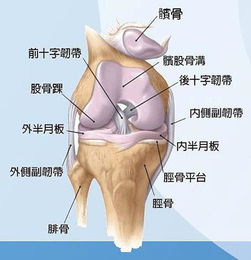 轻的导致肌肉生长不均匀,重的导致走路姿势异常,如内八字或x腿,甚至撅