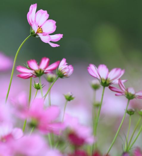 进入5月底,4属相桃花朵朵开,真爱进门来,日子红红火火