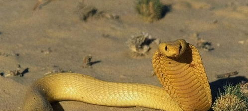 非洲第二毒的蛇类,却比第一毒的蛇更令人畏惧,浑身金甲的眼镜蛇