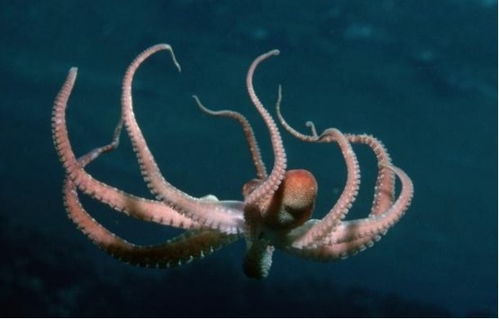 章鱼真的是外星生物 只有人类能通过的认知测试,它们竟轻松通过