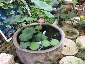 水缸里养花