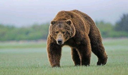 熊为什么要冬眠 冬眠的熊会不会被其他动物吃掉