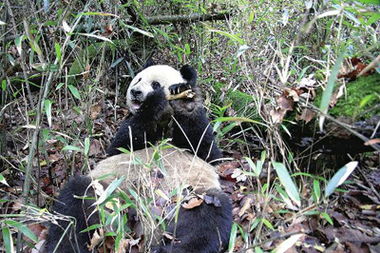 陕西现野生大熊猫不吃竹子改吃荤 啃食羚牛大腿骨20余分钟