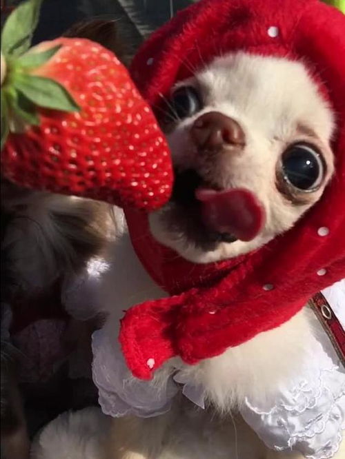 狗吃草莓的时候,舌头竟然有如此骚操作 