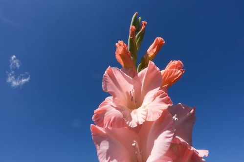 3月上旬,4大生肖桃花盛开,备受异性青睐,喜逢真爱,脱单在即