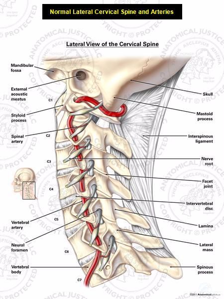 椎动脉分段解剖图 