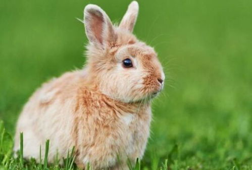 兔兔兔兔兔 生肖兔这一生要注意2个贵人,让你有钱又幸福