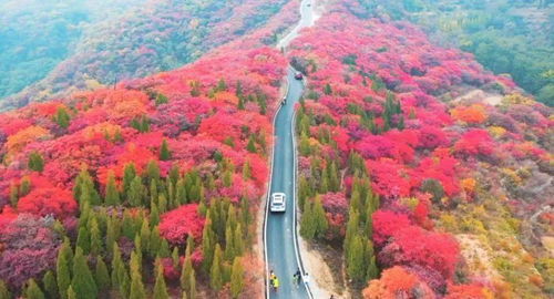 红叶柿岩免费停车场,自驾游去山东文旅·红叶柿岩旅游区的体验感怎么样?