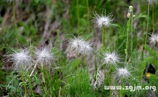 白头翁的花语 查字典花语大全网 