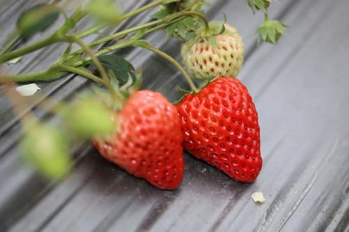 2021松江草莓采摘指南来了 白草莓 红草莓,通通都有