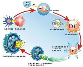 DC一ClK生物细胞免疫治疗浙江省有吗