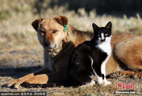 流浪小伙伴 猫咪与大狗同吃同住亲昵依偎温馨有爱 