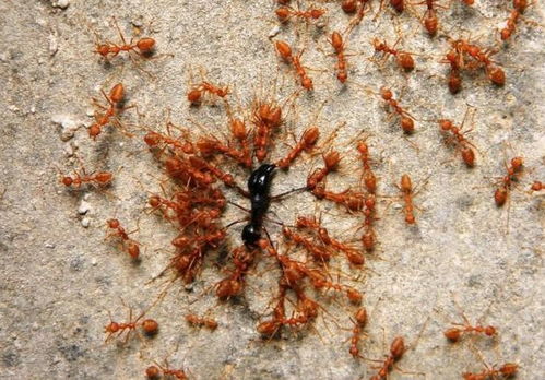 怎么能把蚂蚁彻底消灭掉