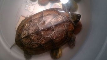 中华草龟是陆龟还是水龟？