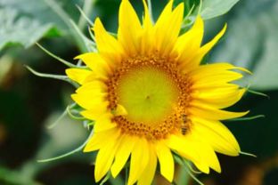 向日葵生长过程变化图 向日葵的观察记录图文