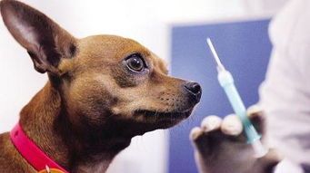 给小狗狗打什么疫苗最好呢 