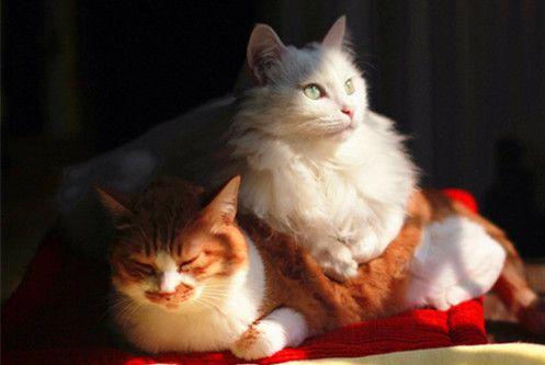 公猫和母猫,哪个性格更好 看完这些对比你就明白了