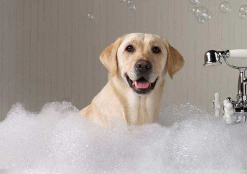 给狗狗洗澡,你确定洗对了吗