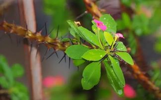 这些植物不适合放在家里,你知道吗