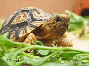 豹纹陆龟的日常饮食参考