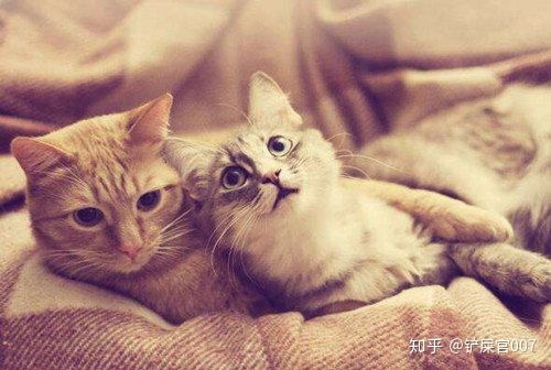 养猫经验分享 猫一个月闹好几次怎么回事 