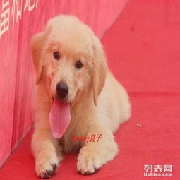 重庆哪里有狗场卖金毛的 重庆哪里有犬舍出售金毛的