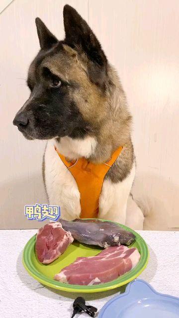 狗狗吃生肉并不会很凶,相反很可爱狗粮正确喂法 知识 